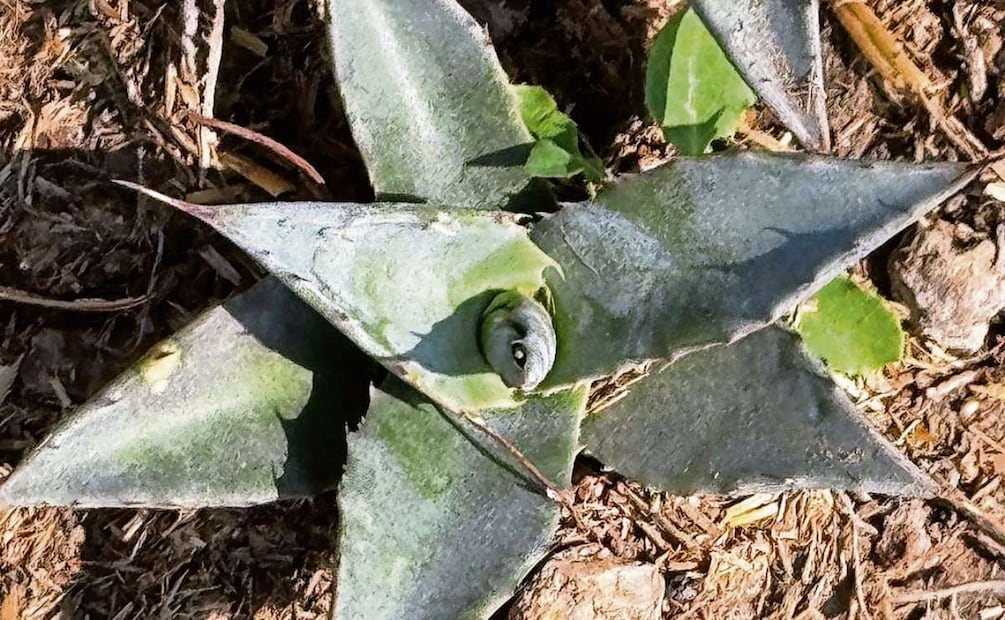 El maguey puede tardar entre ocho y 25 años en ser productivo. Foto: Dinorath Mota