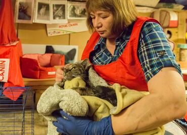 Salvan gatitos del Hermitage, su tesoro más valioso