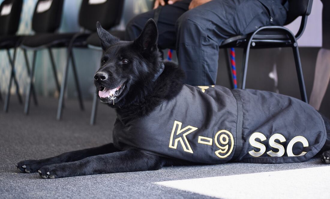 Adis, oficial canino de cárceles. Foto Especial