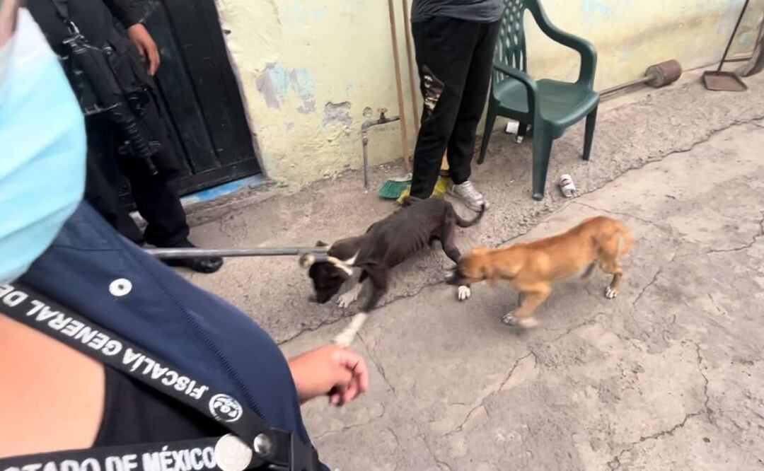 En el inmueble sólo se encontraban los perros abandonados, por lo que las autoridades ministeriales continuarán con las indagatorias para localizar a los posibles responsables . Foto: Especial