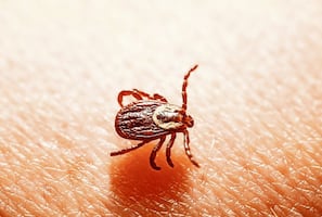 Mueren dos hermanos por rickettsia tras mordedura de garrapata en Ramos Arizpe, Coahuila; activan protocolo de control sanitario