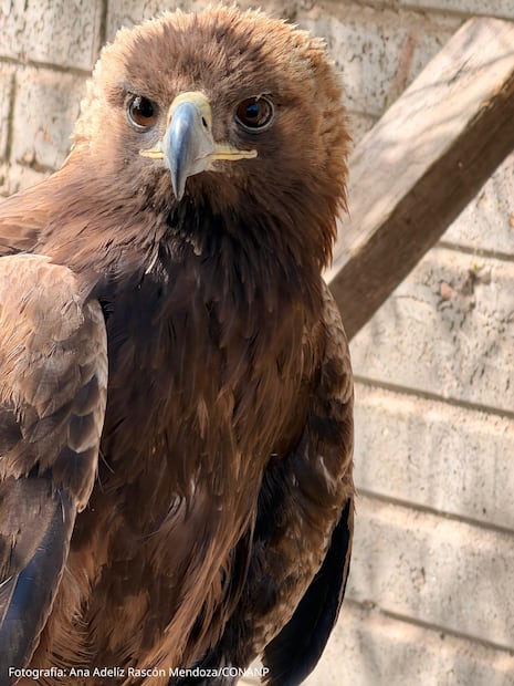 El águila real es considerado una de las especies más emblemáticas de México (07/08/2026). Foto: Conanp