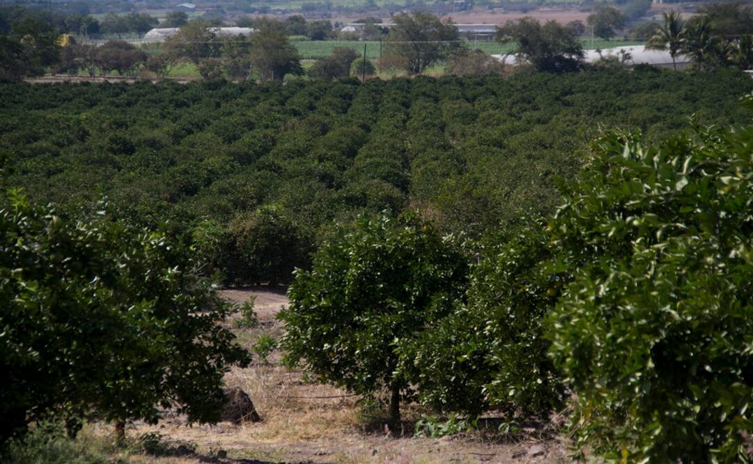 Foto: Archivo/Cuartoscuro