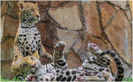 Trasladan a dos cachorros de jaguar a la Biósfera El Cielo en Tamaulipas; se trata de un hembra y un macho
