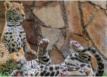 Trasladan a dos cachorros de jaguar a la Biósfera El Cielo en Tamaulipas; se trata de un hembra y un macho