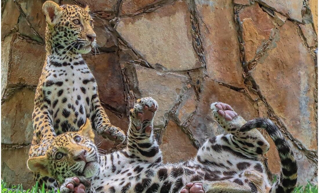 Mientras se determina cuándo será su traslado al Parque Ecológico Biósfera El Cielo, en Gómez Farías, podrán ser admirados en el zoológico de Ciudad Victoria este 18 de septiembre de 2024. Foto: Especial