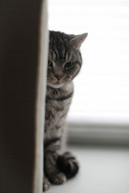 Descifrando los cambios en los hábitos alimentarios de tu gato. Fuente: Freepik.