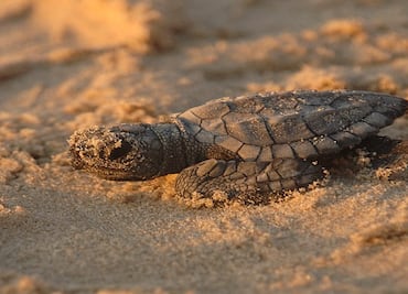 Descartan "muerte masiva" de tortugas marinas, asociada al sargazo