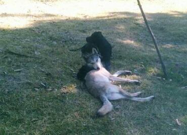 Lobo jugó con perros antes de ser asegurado en Aragón
