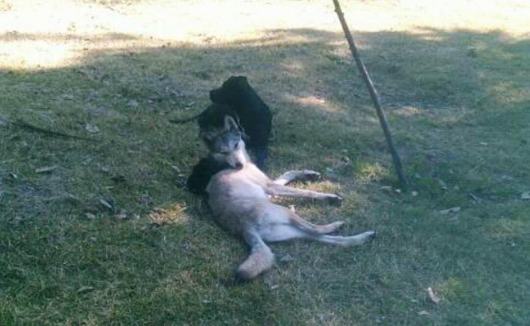 Algunas personas confundieron al lobo con un perro. Foto: Especial