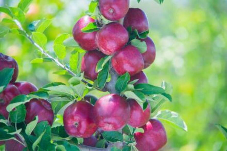 ¿Cuál es la relación entre las manzanas y el frío en Chihuahua?