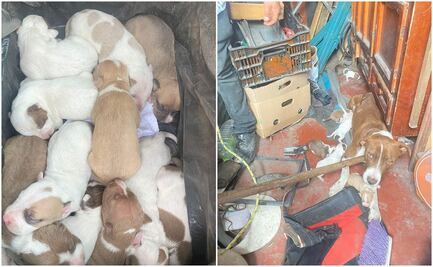 Rescatan a 16 perritos abandonados en un predio de Toluca; los darán en adopción