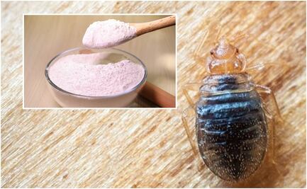 ¿Solución contra las chinches? Estos son los usos de la tierra de diatomeas