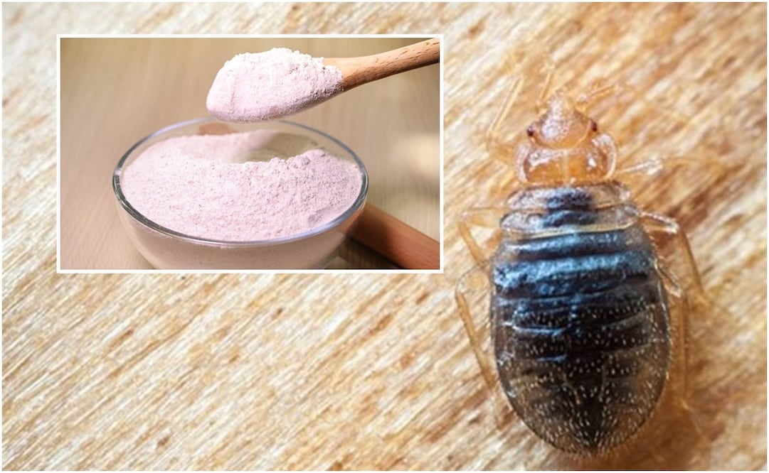 Tierra de diatomeas. Foto: Especial y Pixabay