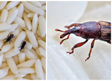 ¿Qué son los gorgojos, el insecto que amenaza con destruir parte importante de la historia de Hungría?; conoce cómo eliminarlos