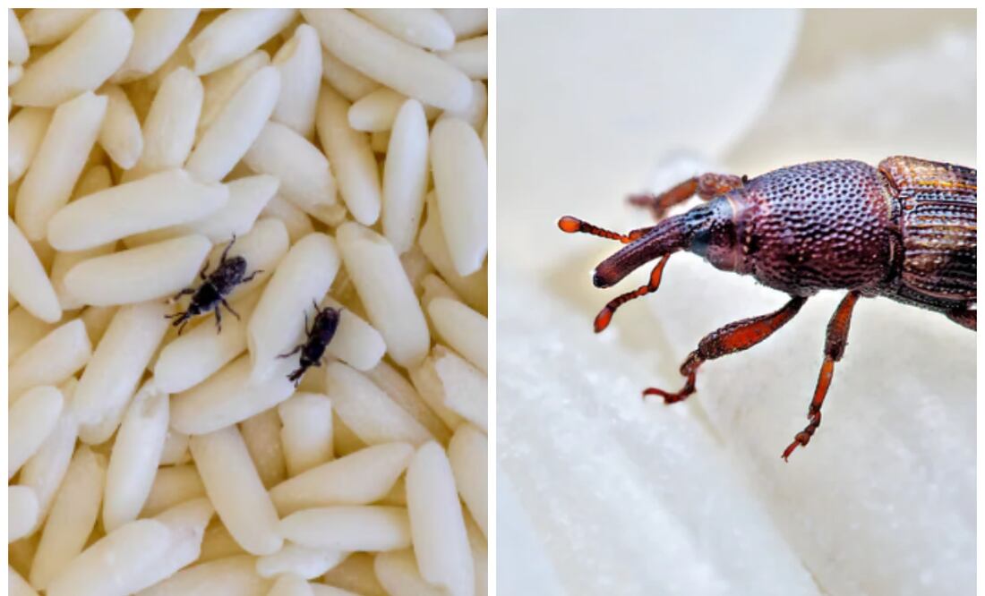 El gorgojo son escarabajos de la familia Curculionidae. La cual posee unas 40.000 mil especies distintas de escarabajos de todos los colores y estructuras.