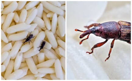 ¿Qué son los gorgojos, el insecto que amenaza con destruir parte importante de la historia de Hungría?; conoce cómo eliminarlos