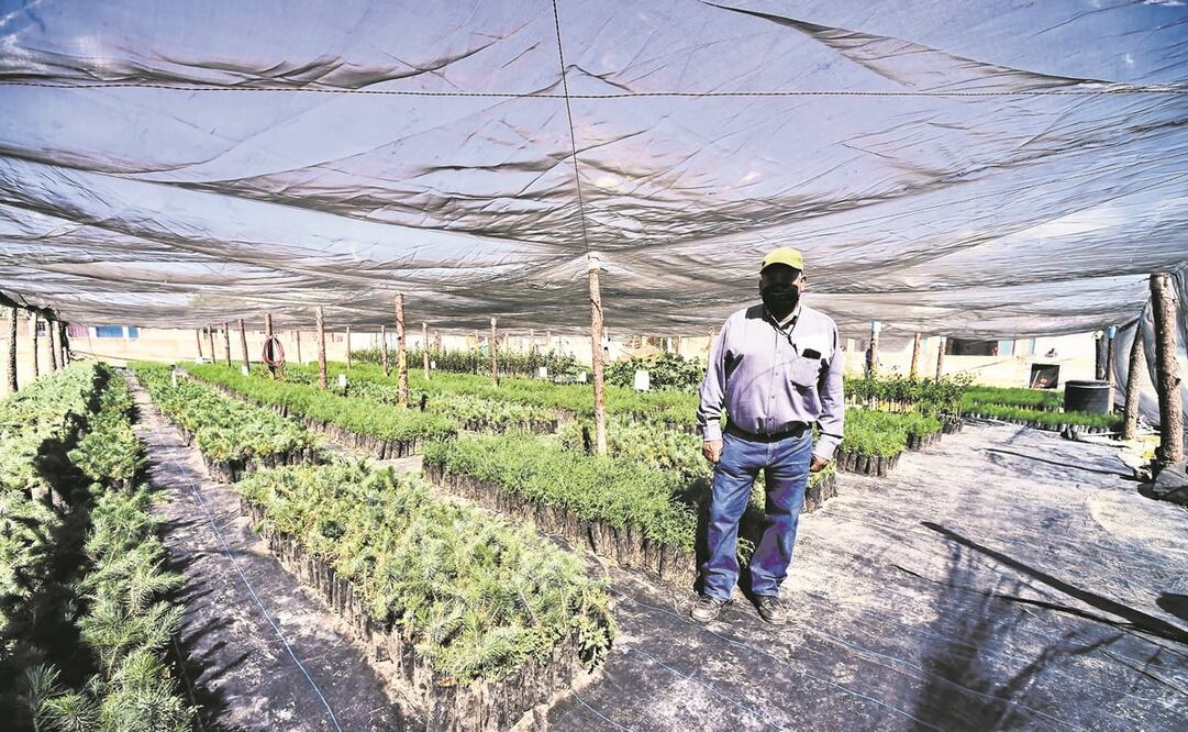 Sembrando Vida, desde su inclusión a la estructura programática federal, no ha tenido claridad sobre la población objetivo, dice el Coneval. Foto: Archivo / EL UNIVERSAL