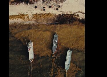 Aseguran 200 kilos de cocaína entre sargazo en Quintana Roo