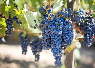 Marselan… Otra cara del Bajío