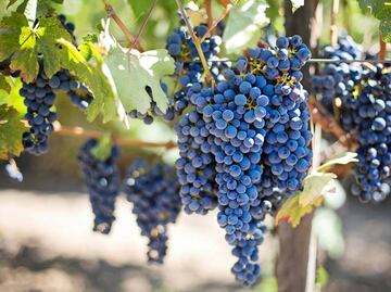 Marselan… Otra cara del Bajío
