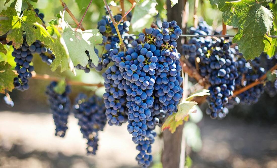 Uva Marselan. Foto: Pexels