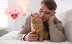 Día del Gato 2026: ¿cuáles son los beneficios en la salud de tener un gato?; conoce los detalles