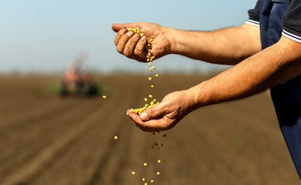 Agricultores denuncian creciente tráfico de semillas piratas; representa pérdidas de 1.7 mdd