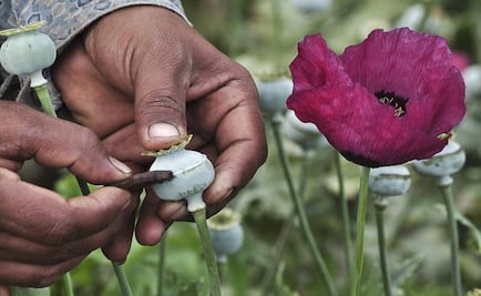 Mexico explores regulating opium to fight drug violence