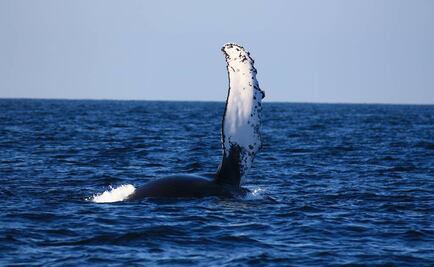 Inicia temporada de avistamiento de ballenas en Nayarit