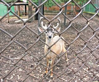 Zoológico de Aragón sufre robos y daños