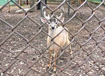 Zoológico de Aragón sufre robos y daños