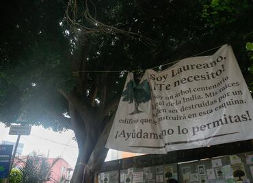 ¿Qué es un Laureano?; el árbol centenario que lograron proteger en CDMX
