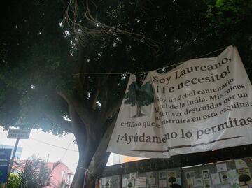Vecinos pedirán a Brugada expropiar predio que amenaza al árbol "Laureano" para garantizar su protección; buscan que se construya parque