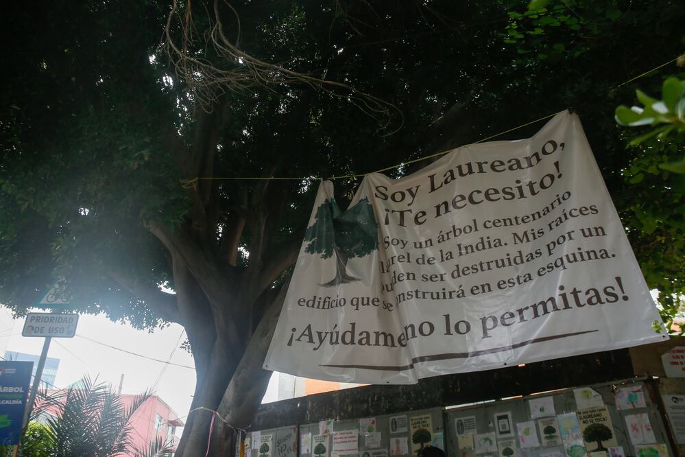 Vecinos de la colonia Tlacoquemécatl Del Valle pedirán a Clara Brugada, expropiar predio que está junto al árbol Laureano para garantizar su protección. (Foto: Darío Luna  / El Universal)