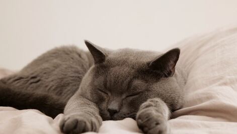 ¿Los Reyes de la Casa? Desde Google hasta Disney, así celebran a los gatitos en su día