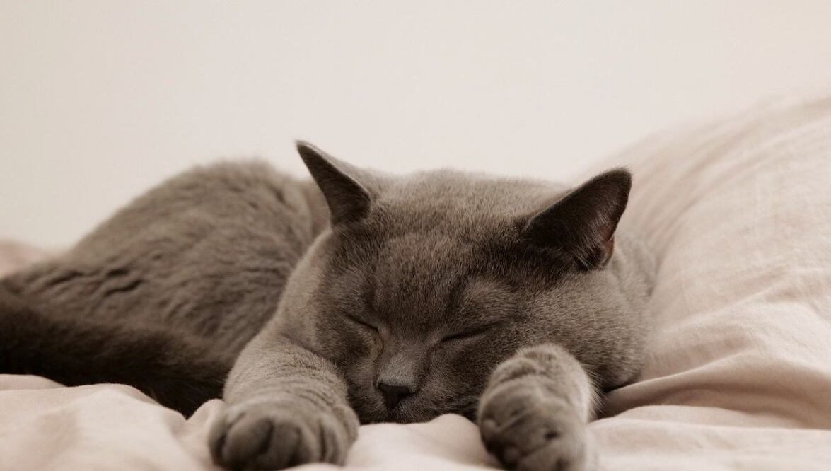 Gato. Fuente: Pixabay.