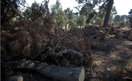 Atienden a comuneros por tala ilegal en Milpa Alta