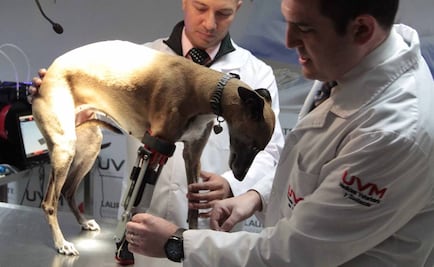 Mexicanos crean prótesis articulada en 3D para perro