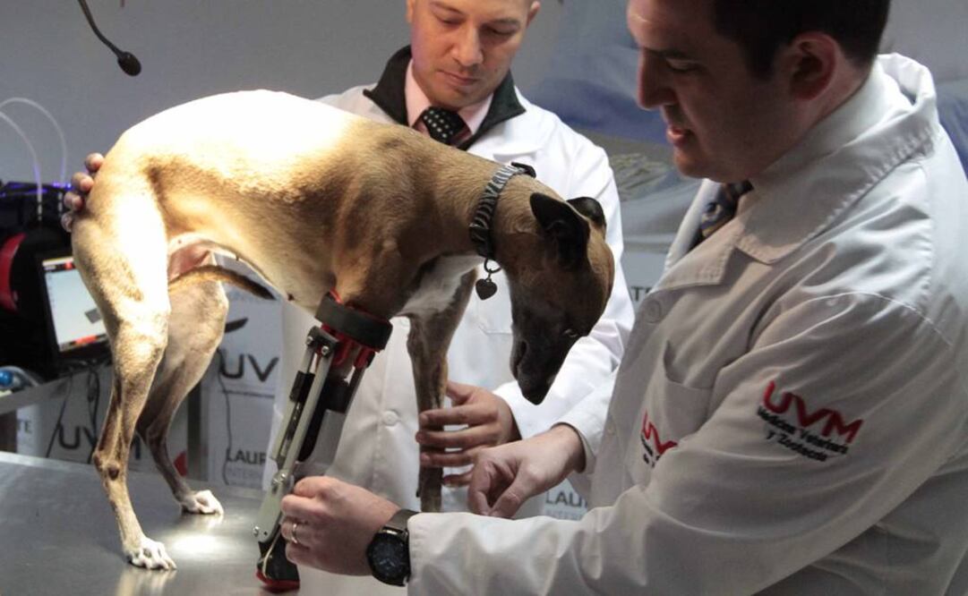 Facilitará el desplazamiento y mejorará su calidad de vida. Foto: Notimex