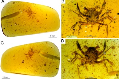 Los cangrejos se independizaron de sus ancestros marinos hace millones de años: estudio 