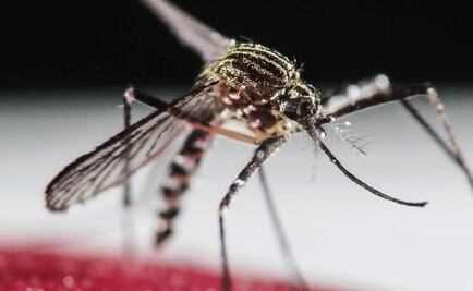 Over 10,000 dengue cases registered in Mexico