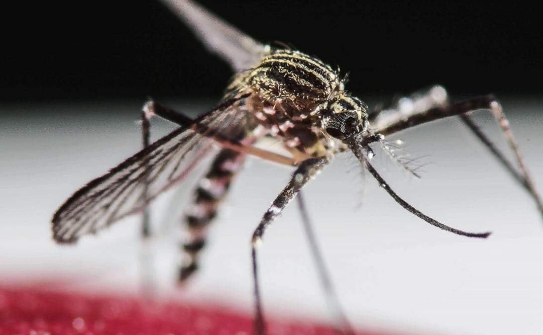 Hemorrhagic dengue can be deathly if not treated - Photo: Jeffrey Arguedas/EFE