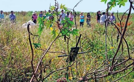 Six bodies found in the northern area of Veracruz