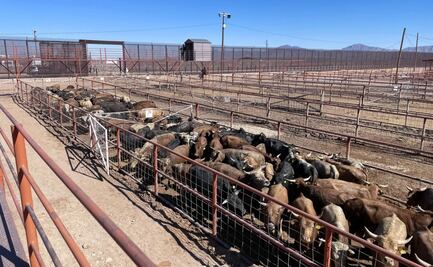 Temen crisis de salud causada por gusano barrenador