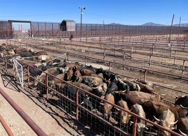 Inician reuniones con Secretaría de Agricultura de EU; verifican resultados contra gusano barrenador