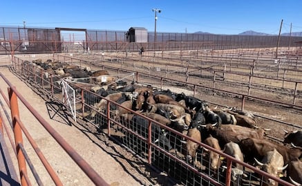 Productores ven ruta clara rumbo a reapertura de fronteras al ganado mexicano: CNA; continúa cierre por gusano barrenador