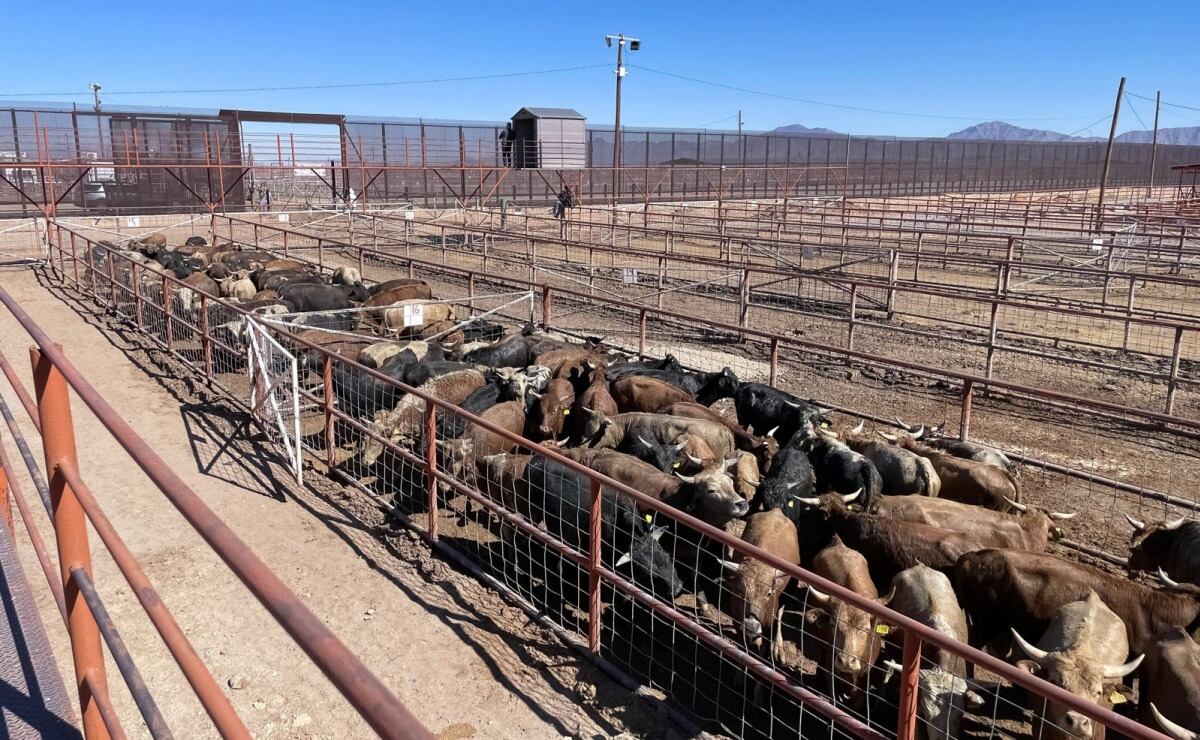 Sader y ganaderos del norte implementan programa de inspección al 100%; previenen expansión de gusano barrenador al norte de México | El Universal