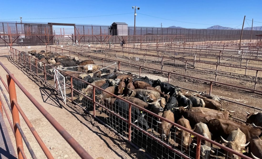 Inician reuniones con Secretaría de Agricultura de EU por freno a exportaciones de ganado por gusano barrenador. Foto: Especial