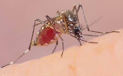 Tamaulipas suma 204 casos de dengue